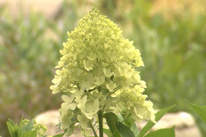 Limelight hydrangea thrives in heat